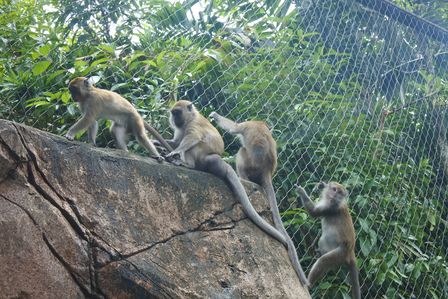 �V���K�|�[���Q�X