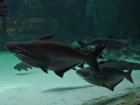 �V���K�|�[���R�O