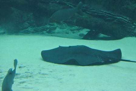 �V���K�|�[���R�P