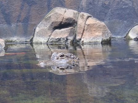 �V���K�|�[���R�R