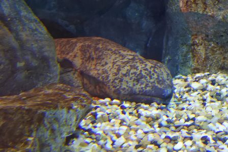 �V���K�|�[���R�S