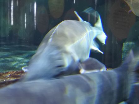 �V���K�|�[���R�T