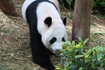 �V���K�|�[���R�V