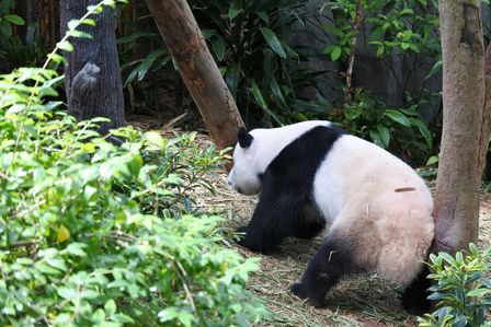 �V���K�|�[���R�W