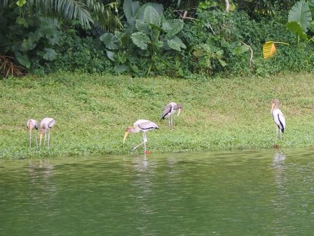 �V���K�|�[���S�R