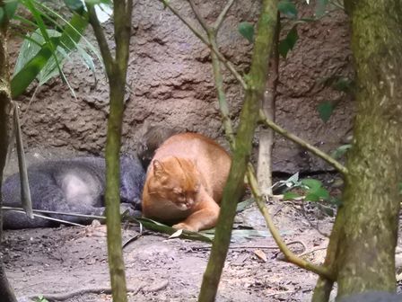 �V���K�|�[���S�V