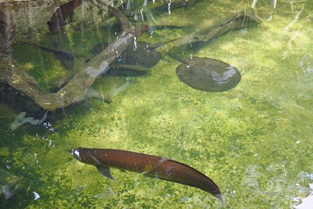 �V���K�|�[���S�W