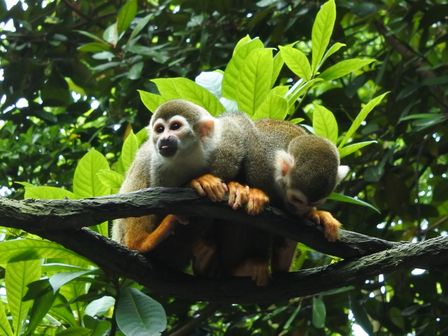 �V���K�|�[���S�X