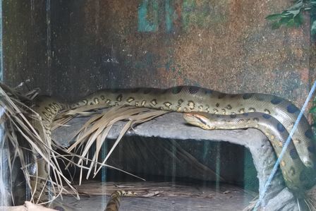 �V���K�|�[���T�O