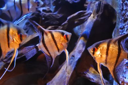 �V���K�|�[���T�S