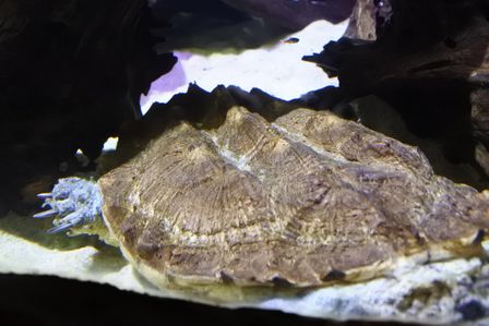 �V���K�|�[���T�T