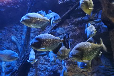 �V���K�|�[���T�V