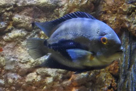 �V���K�|�[���T�W