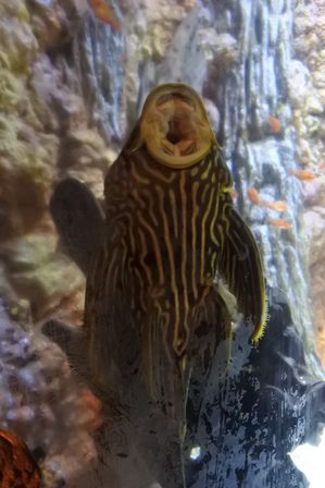 �V���K�|�[���T�X