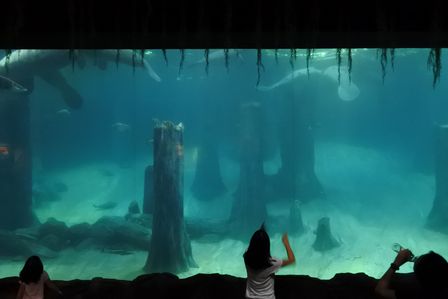 �V���K�|�[���U�O