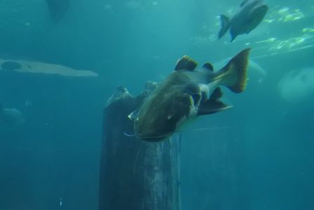 �V���K�|�[���U�P