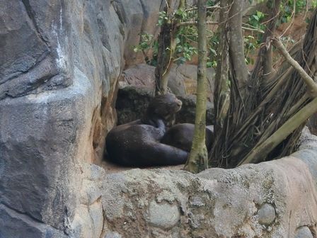 �V���K�|�[���U�Q