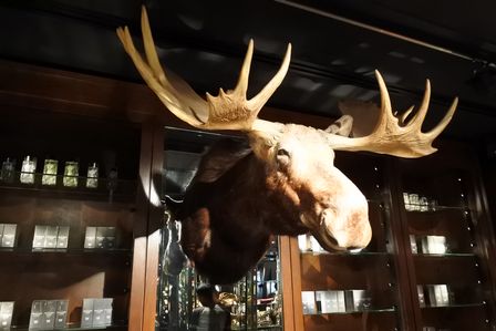 �V���K�|�[���W�V