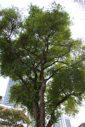 �V���K�|�[���S�R