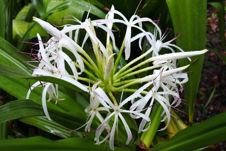 �V���K�|�[���P�S