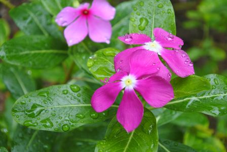 �V���K�|�[���P�U