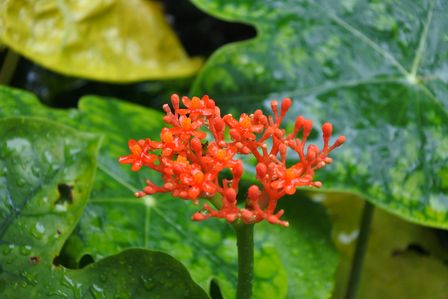 �V���K�|�[���P�V