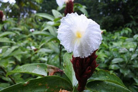 �V���K�|�[���P�W