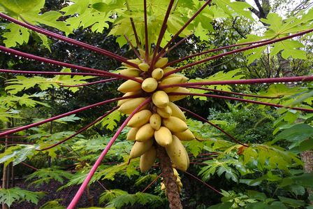 �V���K�|�[���P�X