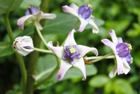 �V���K�|�[���Q�O