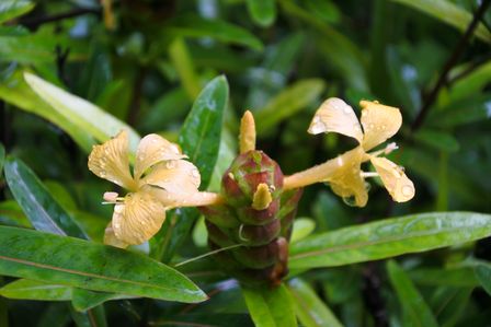 �V���K�|�[���Q�P