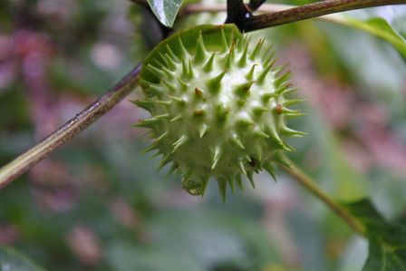 �V���K�|�[���Q�Q