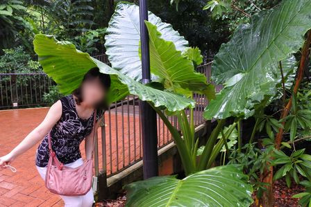 �V���K�|�[���Q�R