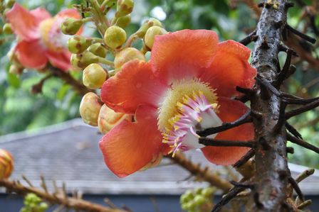 �V���K�|�[���Q�V