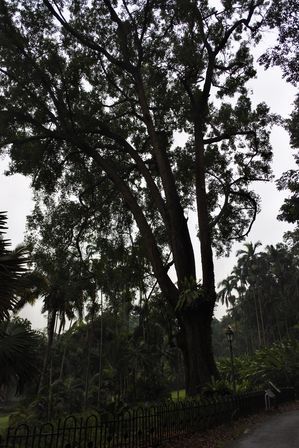 �V���K�|�[���R�O