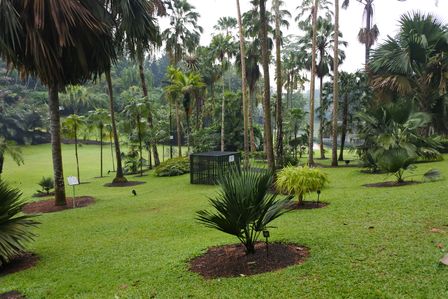 �V���K�|�[���R�P