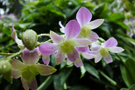 �V���K�|�[���R�T