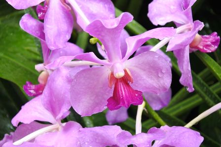 �V���K�|�[���R�U