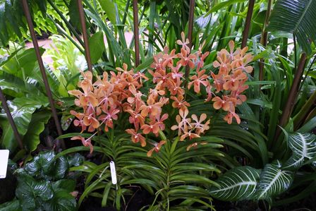 �V���K�|�[���R�V