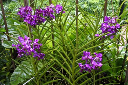 �V���K�|�[���R�W