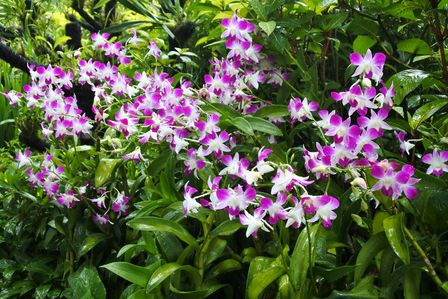 �V���K�|�[���R�X