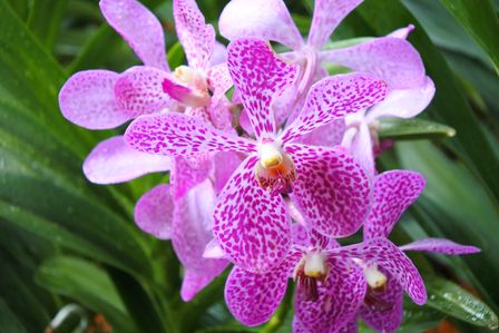 �V���K�|�[���S�O