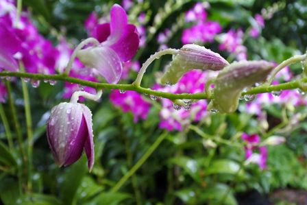 �V���K�|�[���S�P