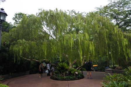 �V���K�|�[���S�U