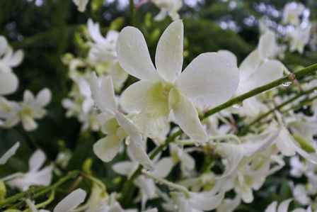 �V���K�|�[���S�V