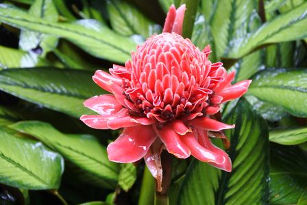 �V���K�|�[���T�O