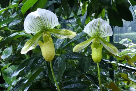 �V���K�|�[���T�R