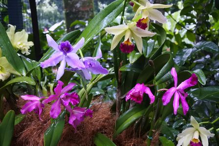 �V���K�|�[���T�S