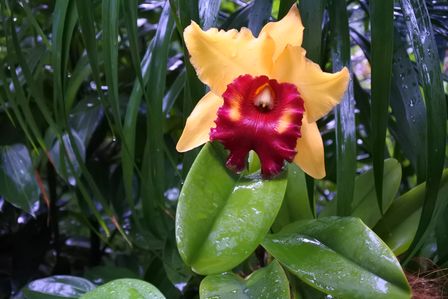 �V���K�|�[���T�T