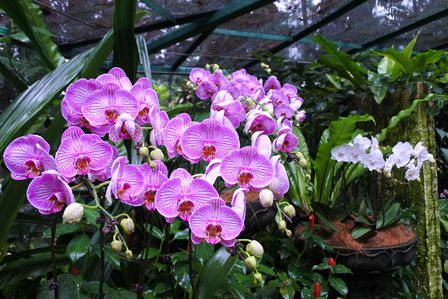 �V���K�|�[���T�V