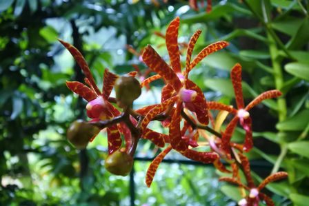 �V���K�|�[���T�W